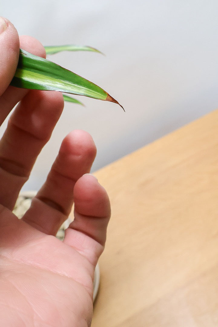 【コルジリネ ターミナリス】見てくださいこの立派な幹！しかも今が一番美しい葉色！長い時間をかけて作られた素晴らしい逸品です！