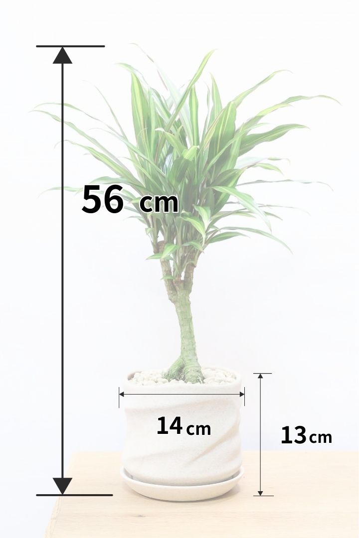 【コルジリネ ターミナリス】見てくださいこの立派な幹！しかも今が一番美しい葉色！長い時間をかけて作られた素晴らしい逸品です！