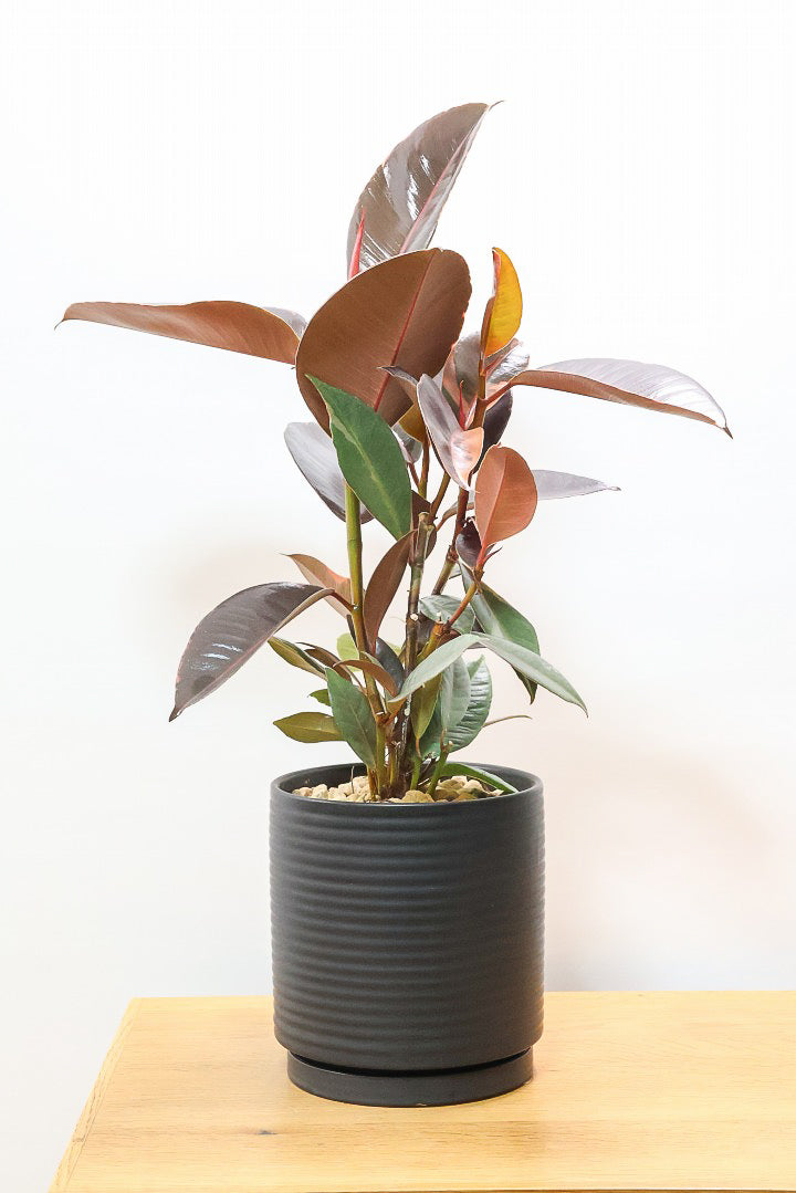 【フィカス ブルールビー】APEGO初入荷！とても濃い葉色が美しい！今後どのように葉色が変化していくか楽しみです！