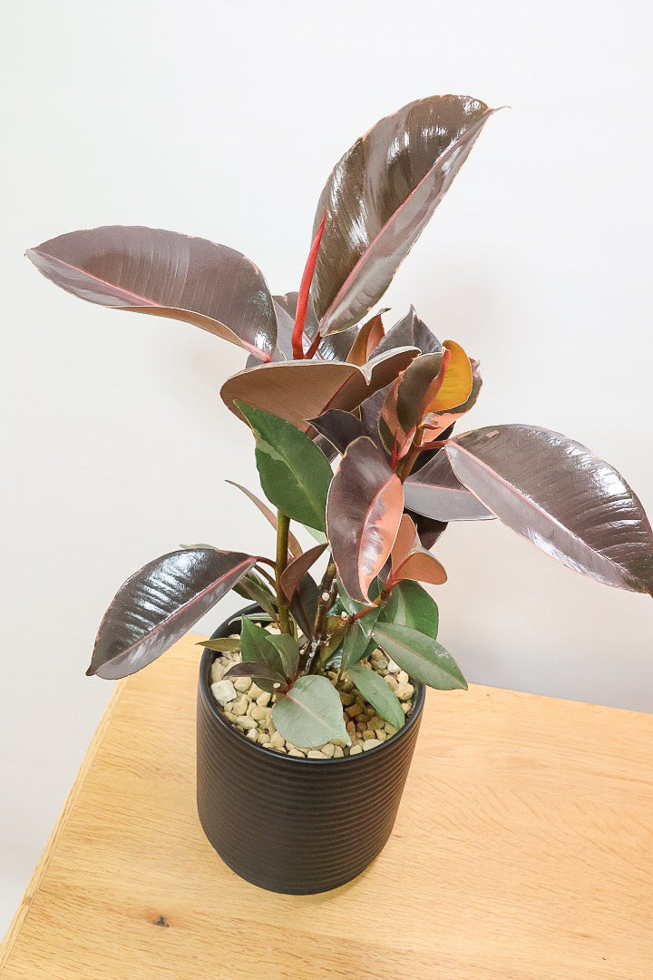 【フィカス ブルールビー】APEGO初入荷！とても濃い葉色が美しい！今後どのように葉色が変化していくか楽しみです！