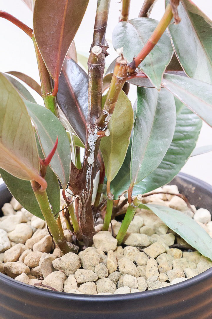 【フィカス ブルールビー】APEGO初入荷！とても濃い葉色が美しい！今後どのように葉色が変化していくか楽しみです！