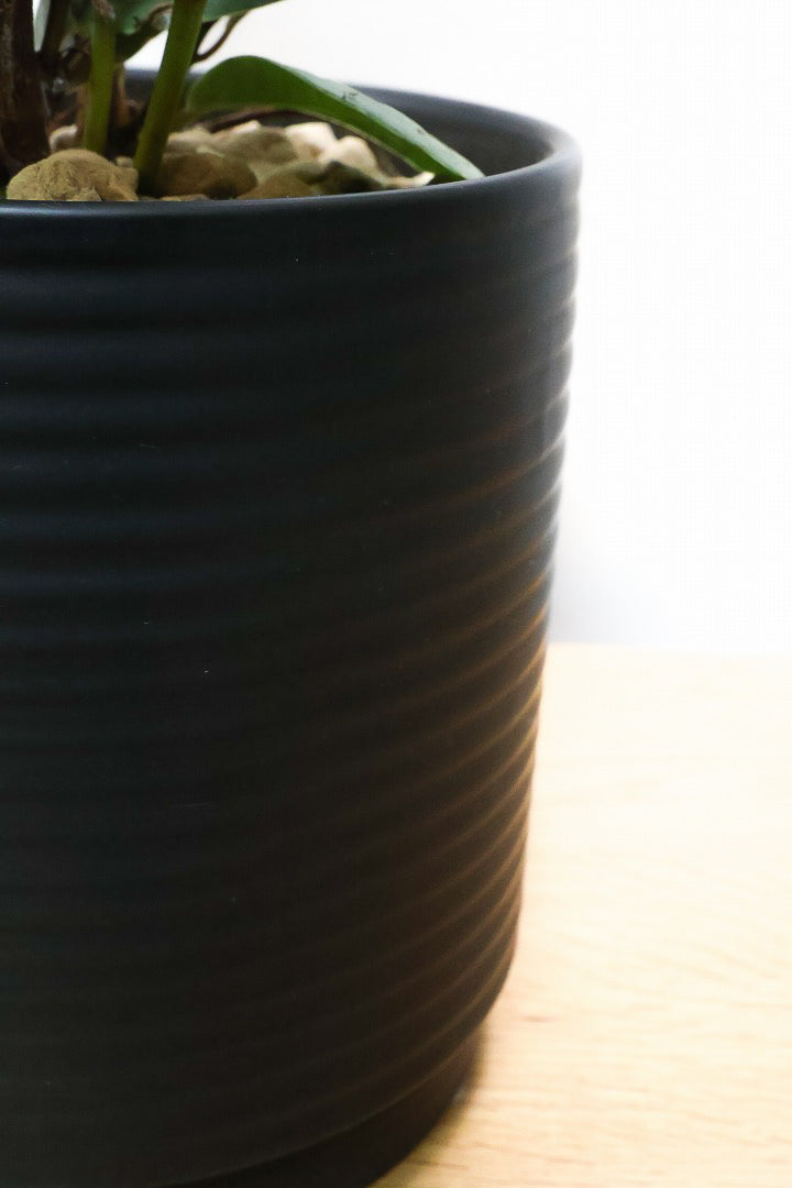 【フィカス ブルールビー】APEGO初入荷！とても濃い葉色が美しい！今後どのように葉色が変化していくか楽しみです！