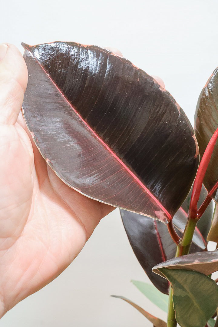 【フィカス ブルールビー】APEGO初入荷！とても濃い葉色が美しい！今後どのように葉色が変化していくか楽しみです！