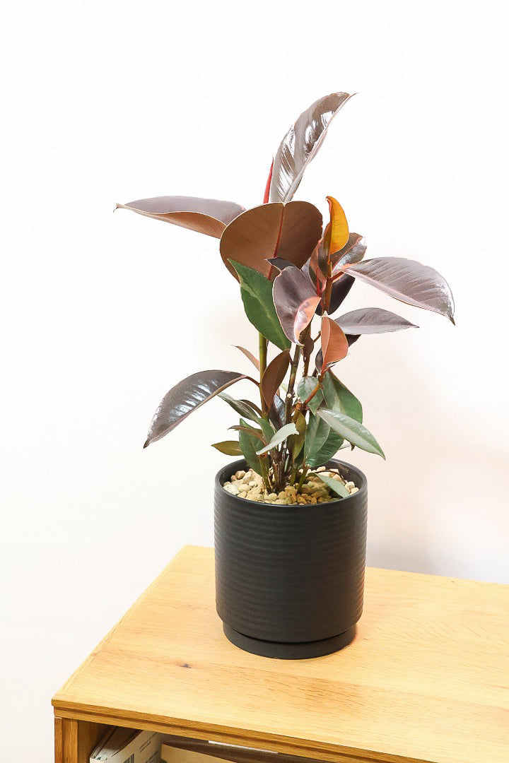 【フィカス ブルールビー】APEGO初入荷！とても濃い葉色が美しい！今後どのように葉色が変化していくか楽しみです！