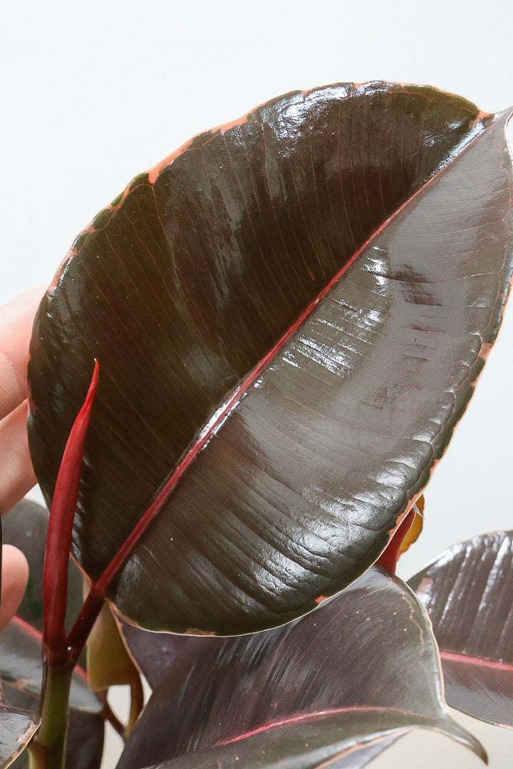 【フィカス ブルールビー】APEGO初入荷！とても濃い葉色が美しい！今後どのように葉色が変化していくか楽しみです！