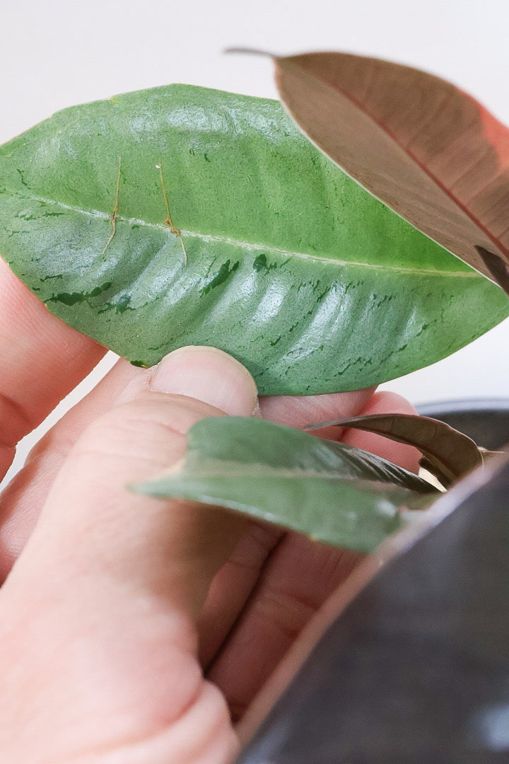 【フィカス ブルールビー】APEGO初入荷！とても濃い葉色が美しい！今後どのように葉色が変化していくか楽しみです！