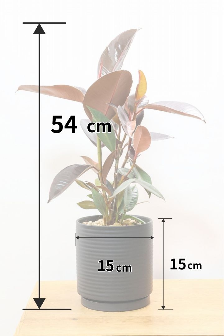 【フィカス ブルールビー】APEGO初入荷！とても濃い葉色が美しい！今後どのように葉色が変化していくか楽しみです！