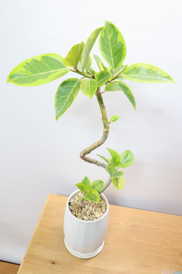 【アルテシマ】流れるような美しい幹！このアルテシマの樹形は100点満点ではないでしょうか⁉