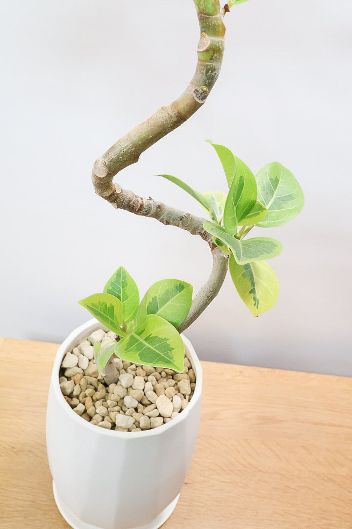 【アルテシマ】流れるような美しい幹！このアルテシマの樹形は100点満点ではないでしょうか⁉