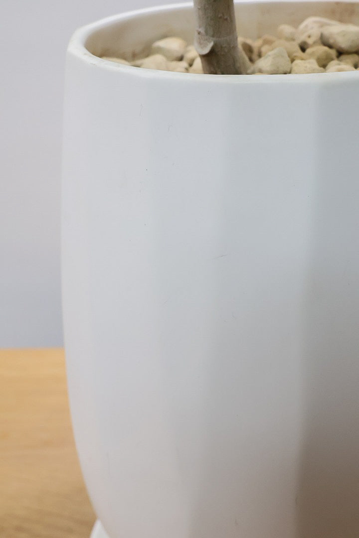 【アルテシマ】流れるような美しい幹！このアルテシマの樹形は100点満点ではないでしょうか⁉