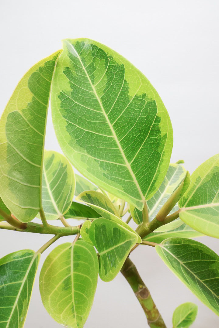 【アルテシマ】流れるような美しい幹！このアルテシマの樹形は100点満点ではないでしょうか⁉