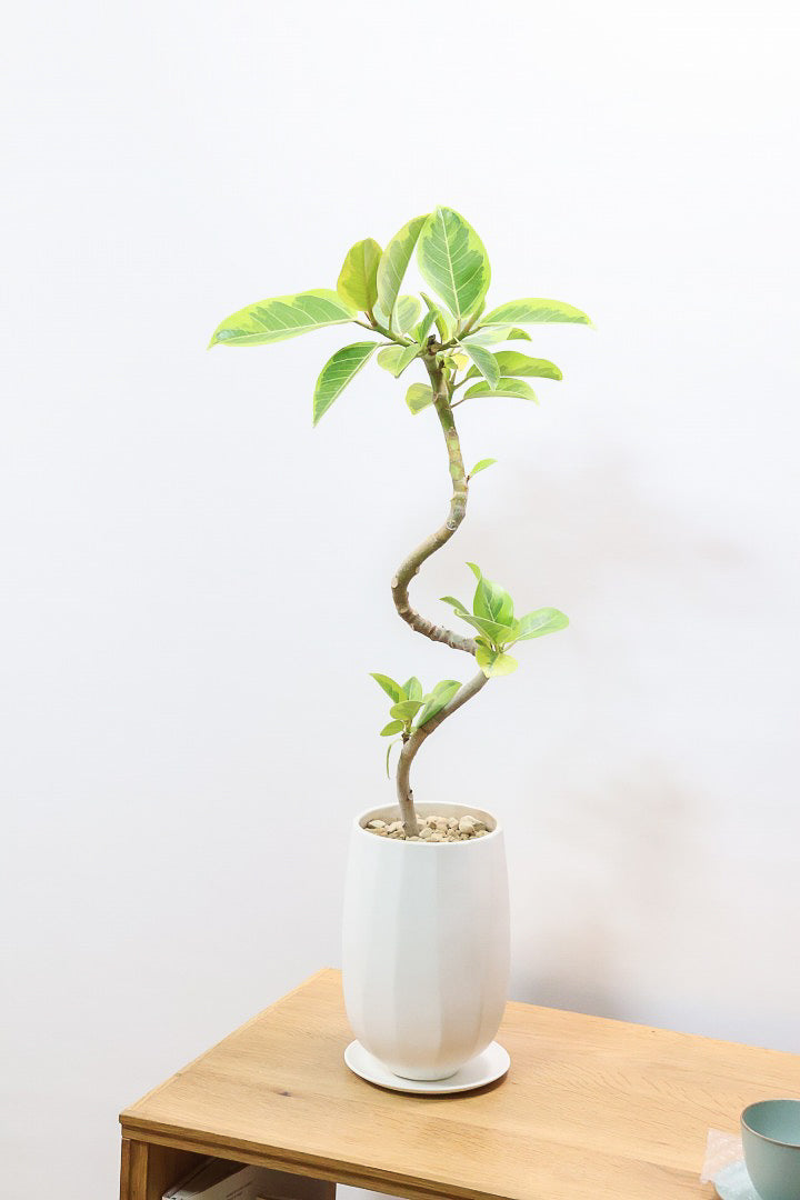 【アルテシマ】流れるような美しい幹！このアルテシマの樹形は100点満点ではないでしょうか⁉