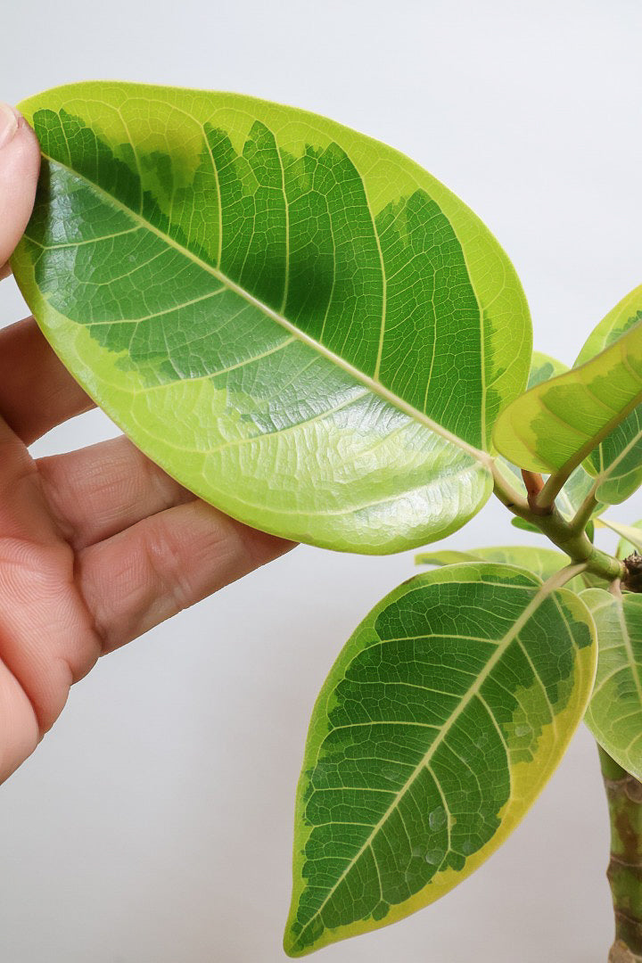 【アルテシマ】流れるような美しい幹！このアルテシマの樹形は100点満点ではないでしょうか⁉