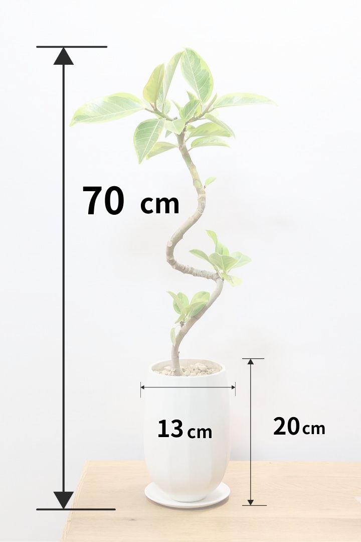 【アルテシマ】流れるような美しい幹！このアルテシマの樹形は100点満点ではないでしょうか⁉