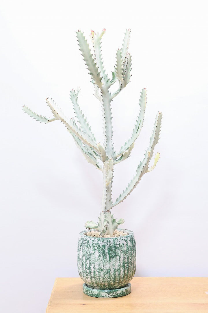 【ユーフォルビア ラクティア ホワイトゴースト】このサイズはラスト！名前の通りホワイトの幹肌がとても美しい！意外と育てやすい！POTにもこだわりました！