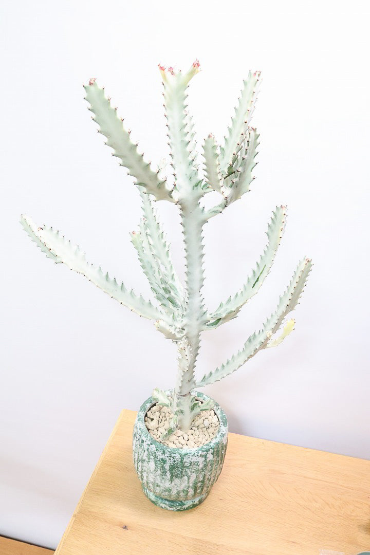 【ユーフォルビア ラクティア ホワイトゴースト】このサイズはラスト！名前の通りホワイトの幹肌がとても美しい！意外と育てやすい！POTにもこだわりました！