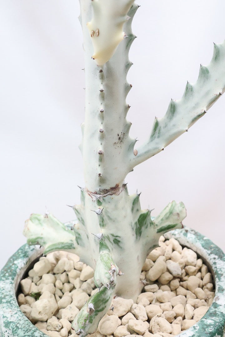 【ユーフォルビア ラクティア ホワイトゴースト】このサイズはラスト！名前の通りホワイトの幹肌がとても美しい！意外と育てやすい！POTにもこだわりました！