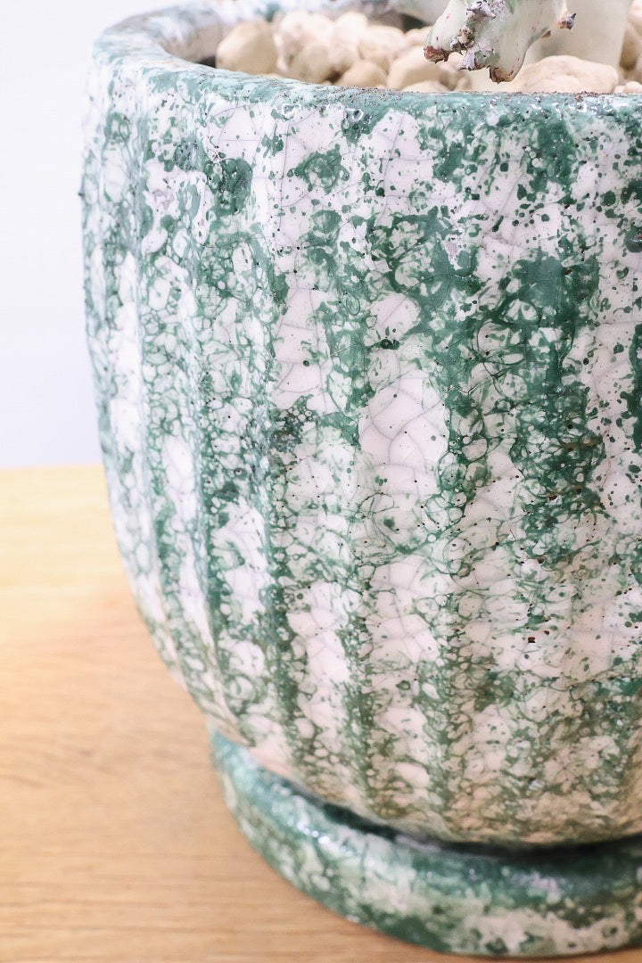 【ユーフォルビア ラクティア ホワイトゴースト】このサイズはラスト！名前の通りホワイトの幹肌がとても美しい！意外と育てやすい！POTにもこだわりました！