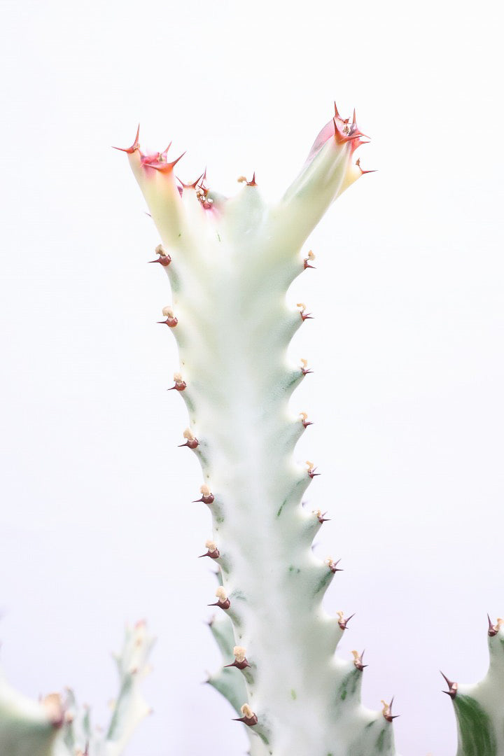 【ユーフォルビア ラクティア ホワイトゴースト】このサイズはラスト！名前の通りホワイトの幹肌がとても美しい！意外と育てやすい！POTにもこだわりました！