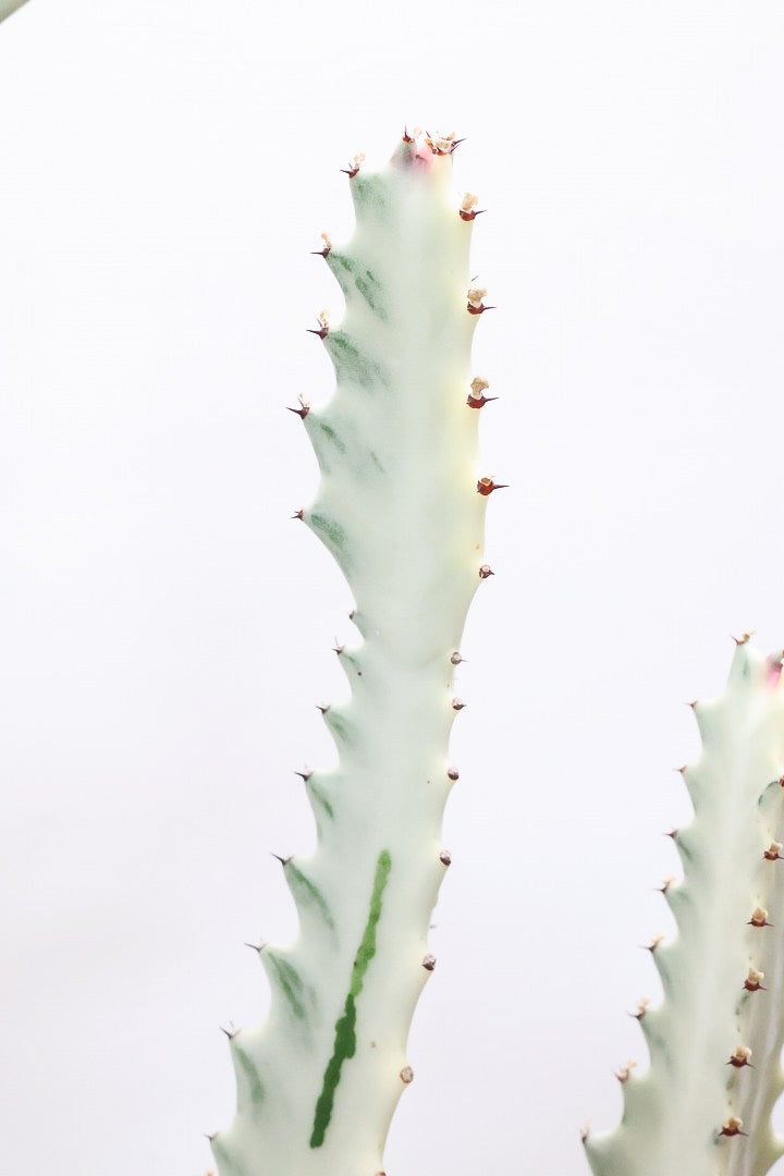 【ユーフォルビア ラクティア ホワイトゴースト】このサイズはラスト！名前の通りホワイトの幹肌がとても美しい！意外と育てやすい！POTにもこだわりました！