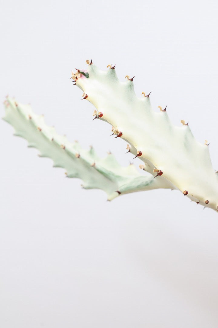 【ユーフォルビア ラクティア ホワイトゴースト】このサイズはラスト！名前の通りホワイトの幹肌がとても美しい！意外と育てやすい！POTにもこだわりました！