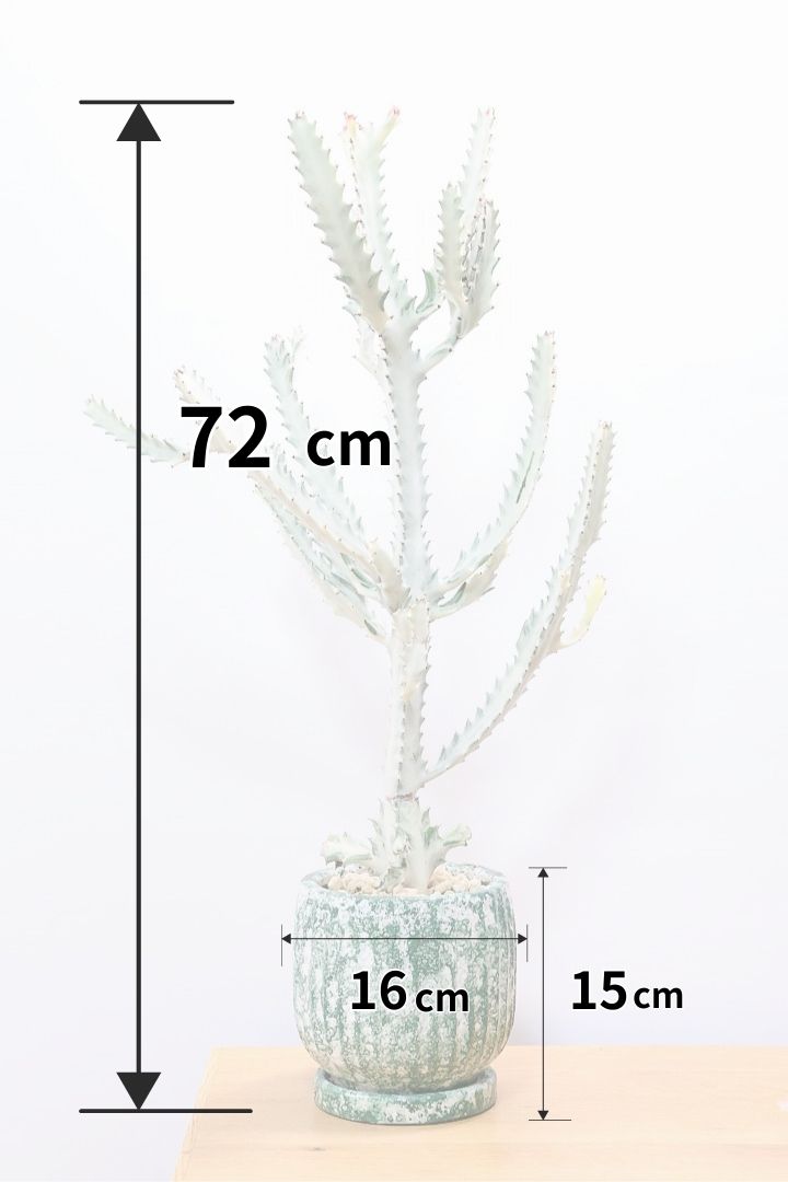 【ユーフォルビア ラクティア ホワイトゴースト】このサイズはラスト！名前の通りホワイトの幹肌がとても美しい！意外と育てやすい！POTにもこだわりました！