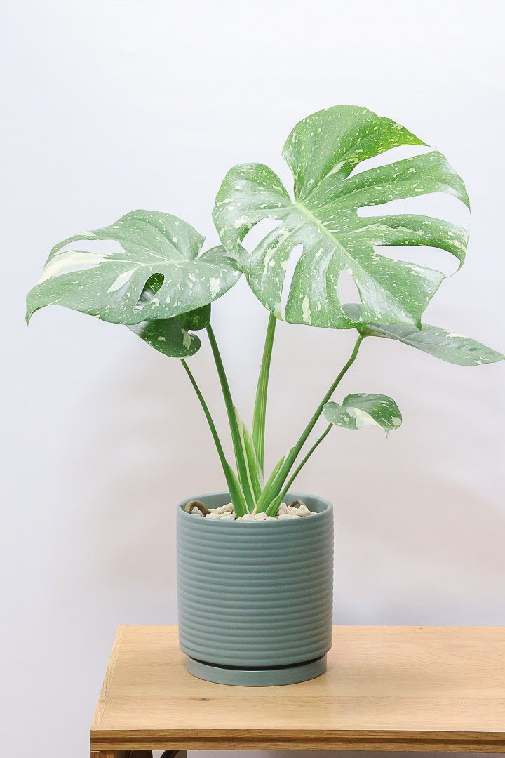 【モンステラ タイコンステレーション】タイコンらしい散斑が美しい素晴らしい個体です！おすすめ！