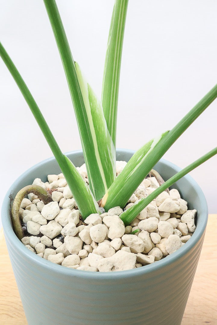 【モンステラ タイコンステレーション】タイコンらしい散斑が美しい素晴らしい個体です！おすすめ！