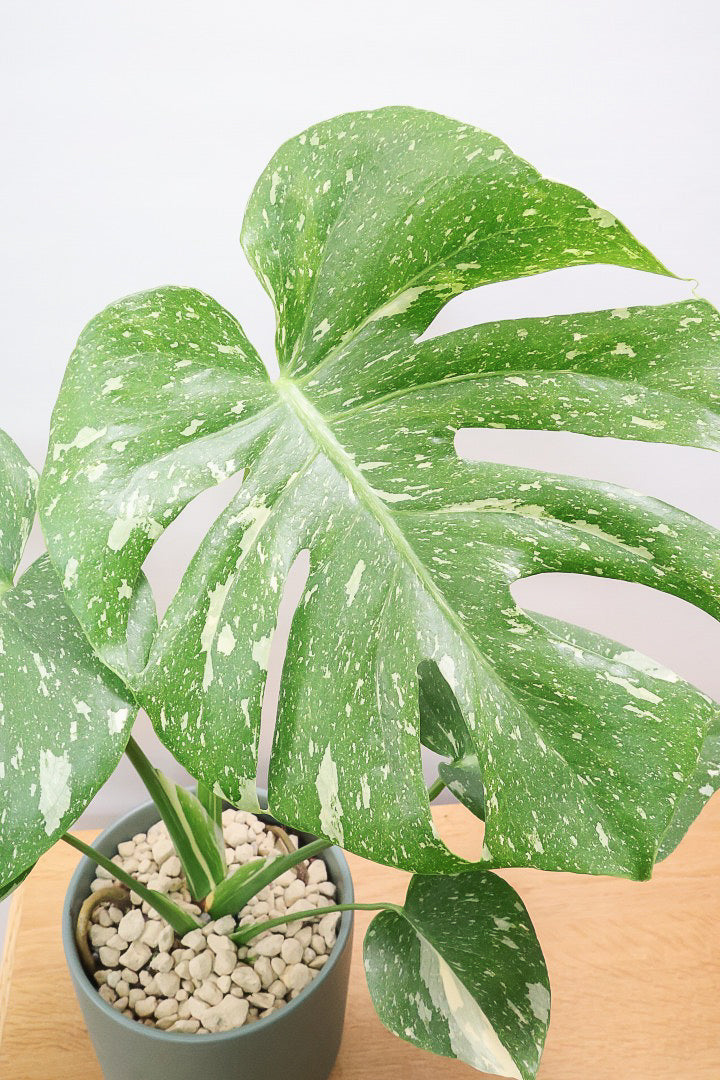 【モンステラ タイコンステレーション】タイコンらしい散斑が美しい素晴らしい個体です！おすすめ！