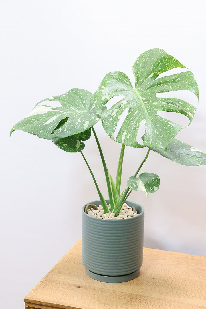 【モンステラ タイコンステレーション】タイコンらしい散斑が美しい素晴らしい個体です！おすすめ！