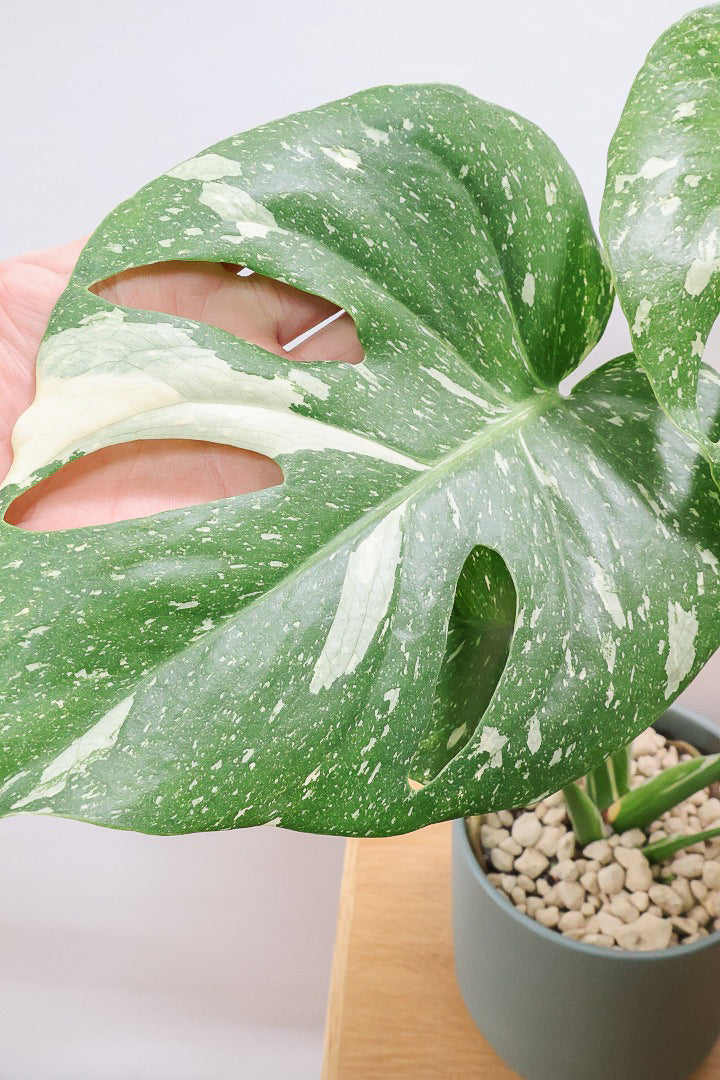 【モンステラ タイコンステレーション】タイコンらしい散斑が美しい素晴らしい個体です！おすすめ！