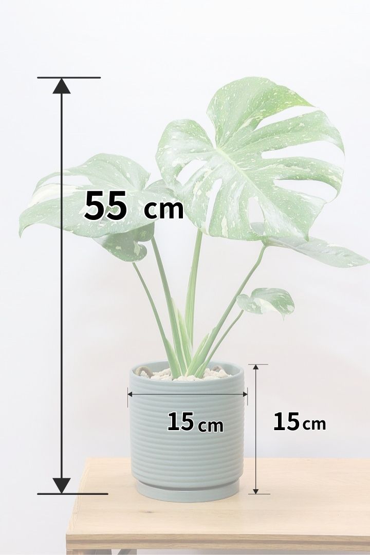 モンステラ タイコンステレーションGR61336B| 観葉植物の通信販売