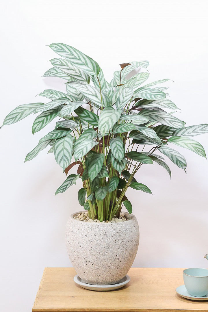 【クテナンテ セトサ】2度見しちゃうほどのボリューム！シルバーグレーが美しい！葉裏もおしゃれカラーなのでインテリアにも良いと思います！