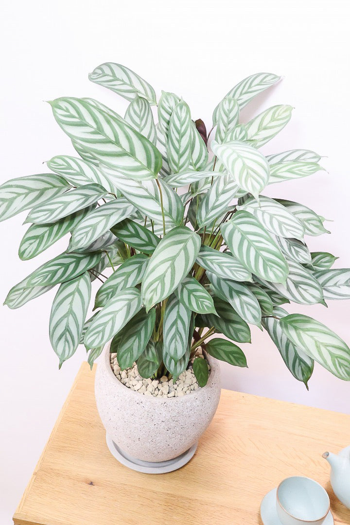 【クテナンテ セトサ】2度見しちゃうほどのボリューム！シルバーグレーが美しい！葉裏もおしゃれカラーなのでインテリアにも良いと思います！