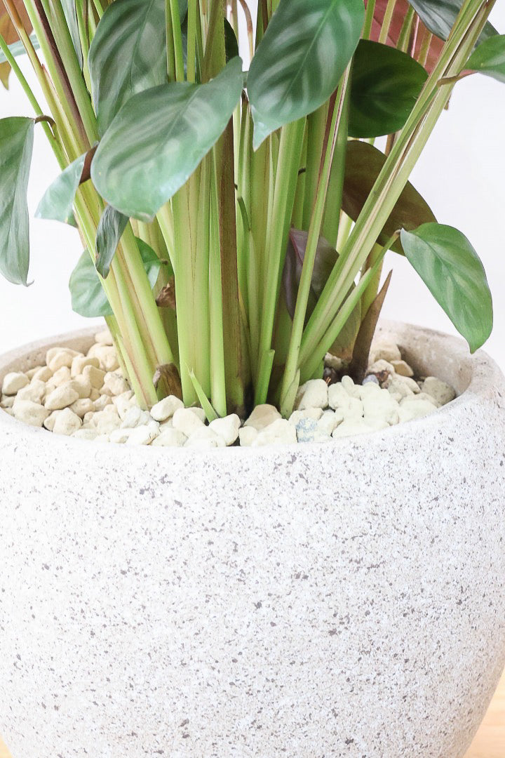 【クテナンテ セトサ】2度見しちゃうほどのボリューム！シルバーグレーが美しい！葉裏もおしゃれカラーなのでインテリアにも良いと思います！