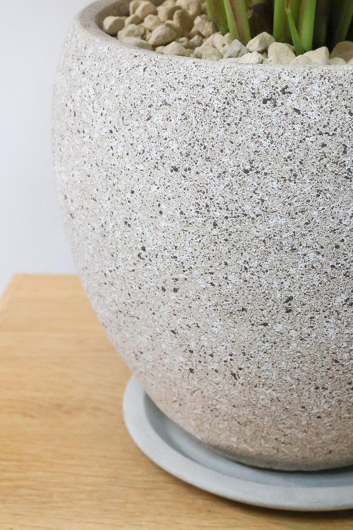 【クテナンテ セトサ】2度見しちゃうほどのボリューム！シルバーグレーが美しい！葉裏もおしゃれカラーなのでインテリアにも良いと思います！