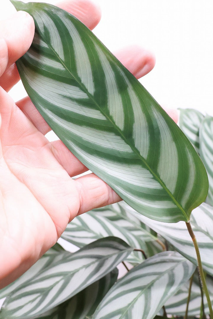 【クテナンテ セトサ】2度見しちゃうほどのボリューム！シルバーグレーが美しい！葉裏もおしゃれカラーなのでインテリアにも良いと思います！