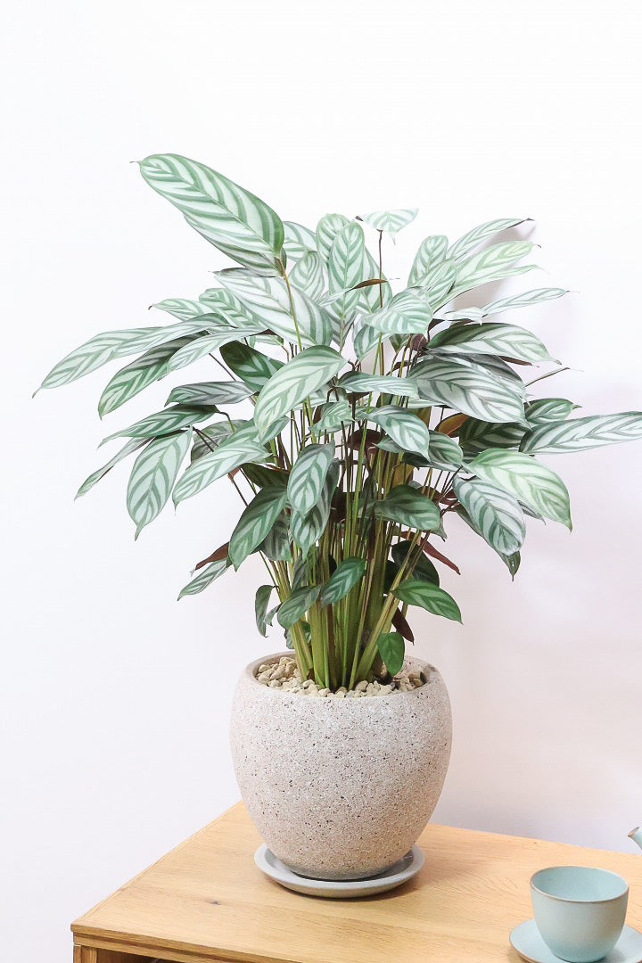 【クテナンテ セトサ】2度見しちゃうほどのボリューム！シルバーグレーが美しい！葉裏もおしゃれカラーなのでインテリアにも良いと思います！