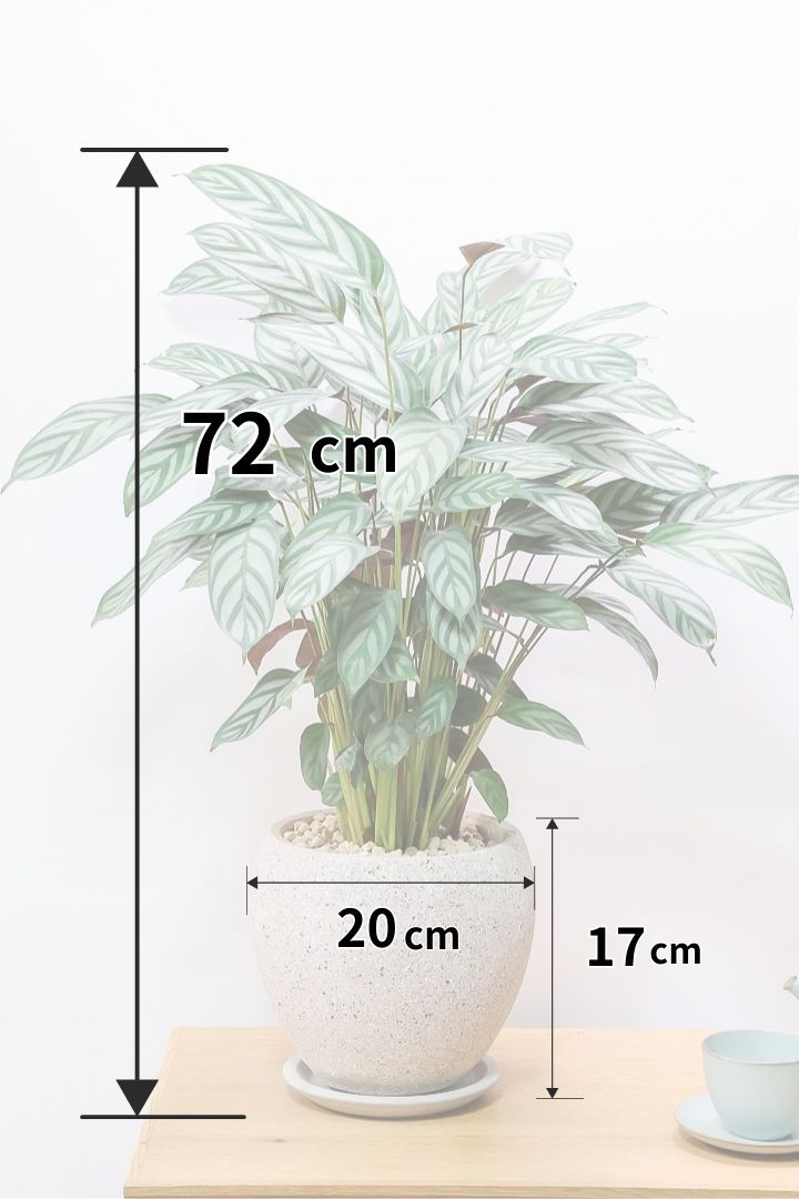 【クテナンテ セトサ】2度見しちゃうほどのボリューム！シルバーグレーが美しい！葉裏もおしゃれカラーなのでインテリアにも良いと思います！