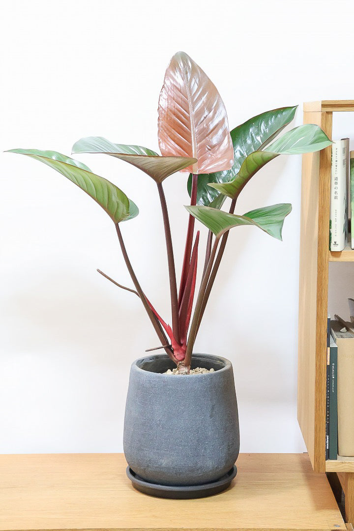 【フィロデンドロン ロジョコンゴ】これは良い！ダークな印象の葉っぱが素敵！ここまで大きなサイズは希少ですよ！