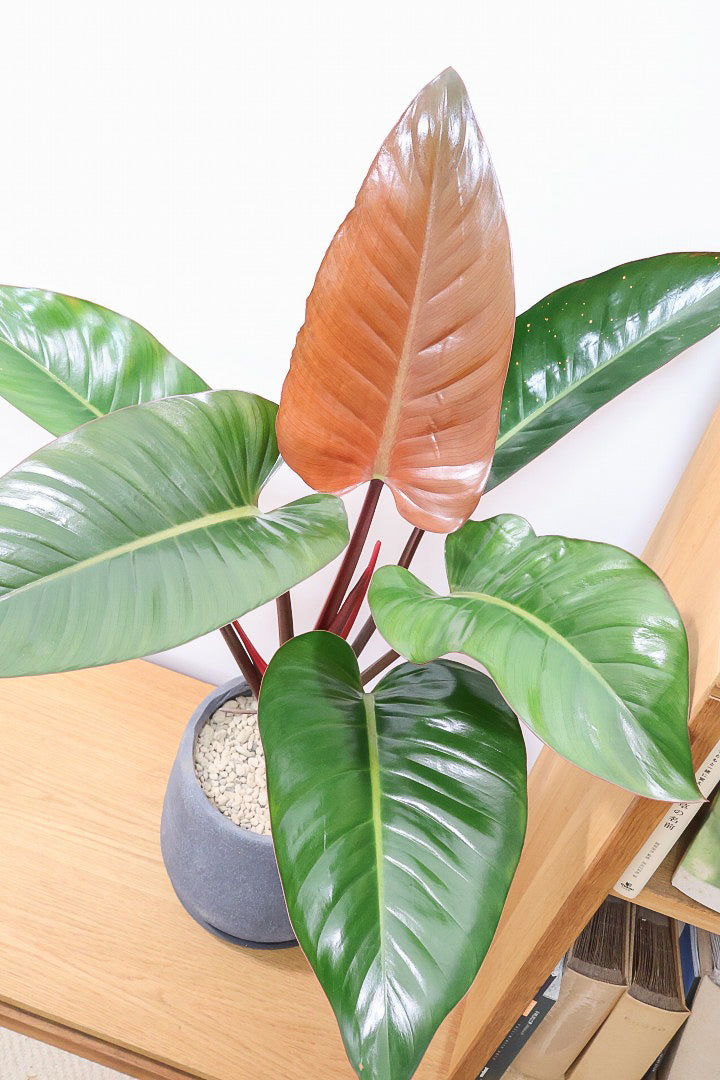 【フィロデンドロン ロジョコンゴ】これは良い！ダークな印象の葉っぱが素敵！ここまで大きなサイズは希少ですよ！