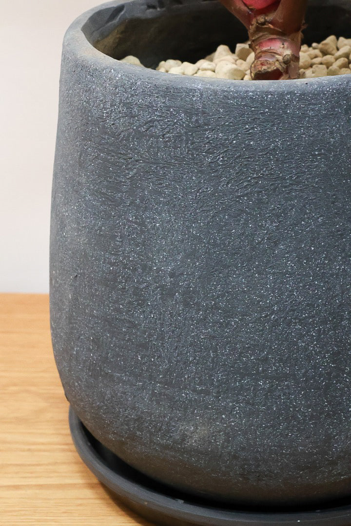 【フィロデンドロン ロジョコンゴ】これは良い！ダークな印象の葉っぱが素敵！ここまで大きなサイズは希少ですよ！