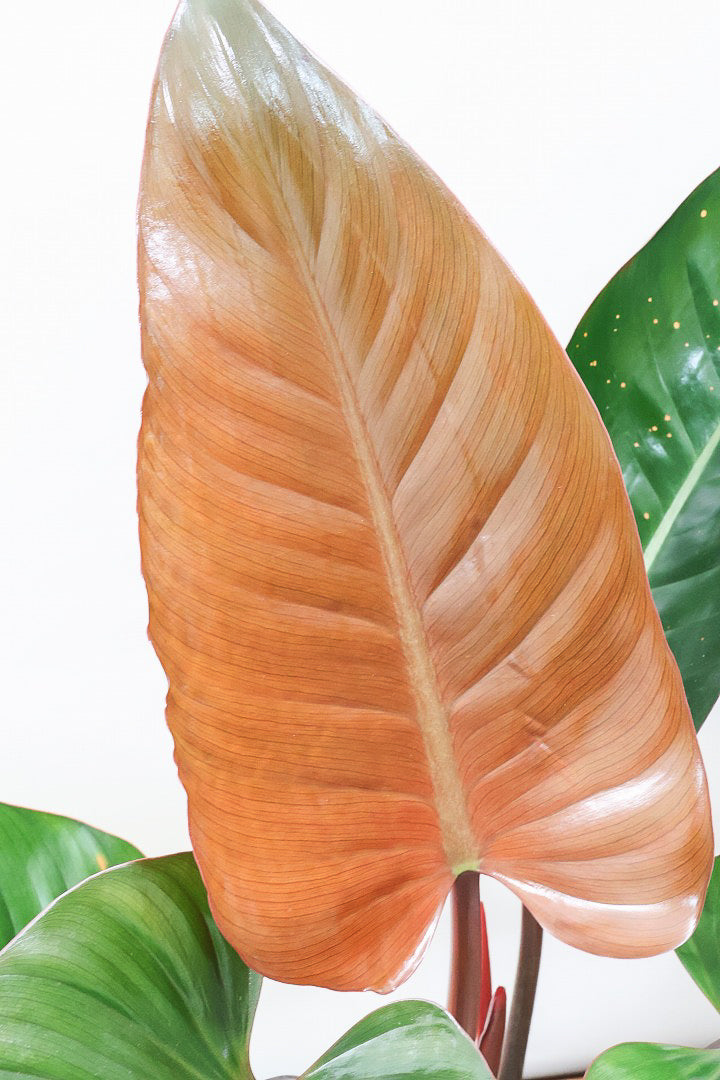 【フィロデンドロン ロジョコンゴ】これは良い！ダークな印象の葉っぱが素敵！ここまで大きなサイズは希少ですよ！