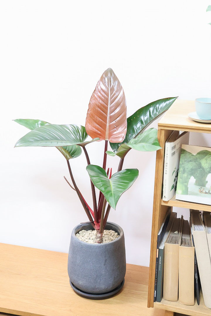 【フィロデンドロン ロジョコンゴ】これは良い！ダークな印象の葉っぱが素敵！ここまで大きなサイズは希少ですよ！