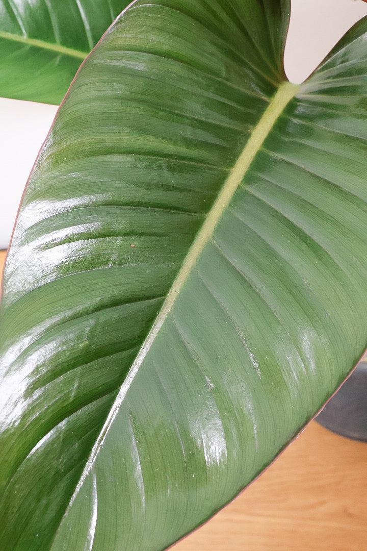 【フィロデンドロン ロジョコンゴ】これは良い！ダークな印象の葉っぱが素敵！ここまで大きなサイズは希少ですよ！