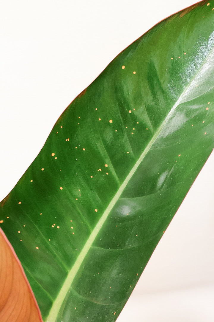 【フィロデンドロン ロジョコンゴ】これは良い！ダークな印象の葉っぱが素敵！ここまで大きなサイズは希少ですよ！