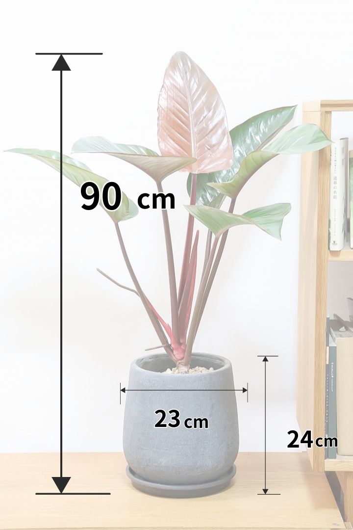 【フィロデンドロン ロジョコンゴ】これは良い！ダークな印象の葉っぱが素敵！ここまで大きなサイズは希少ですよ！
