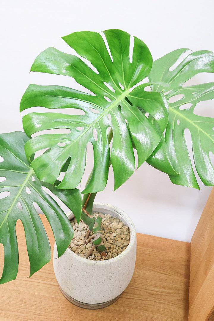 【モンステラ】良い樹形だと思いますよ！全体のバランスがとてもイイ感じで素晴らしいモンステラです！