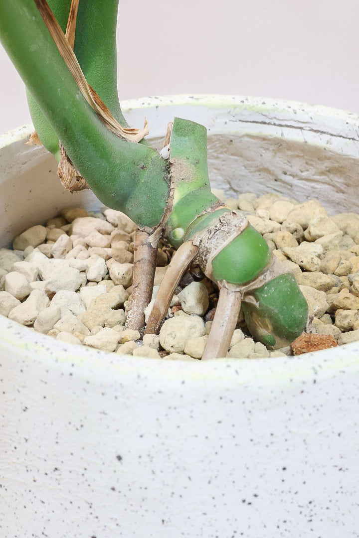 【モンステラ】良い樹形だと思いますよ！全体のバランスがとてもイイ感じで素晴らしいモンステラです！