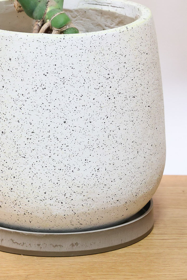 【モンステラ】良い樹形だと思いますよ！全体のバランスがとてもイイ感じで素晴らしいモンステラです！